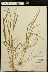 Bromus catharticus image