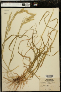 Bromus catharticus image