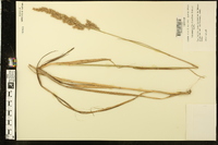 Calamagrostis cinnoides image