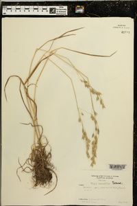 Bromus commutatus image