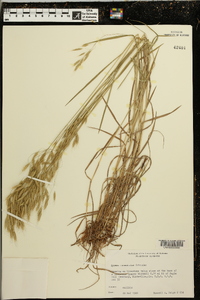 Bromus commutatus image