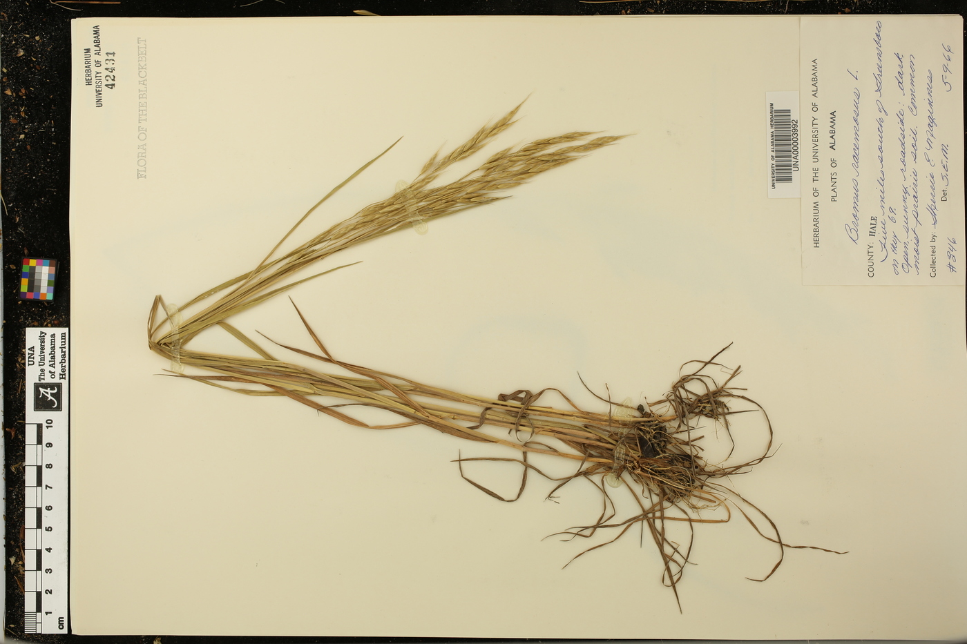 Bromus racemosus image