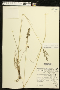 Eragrostis atrovirens image