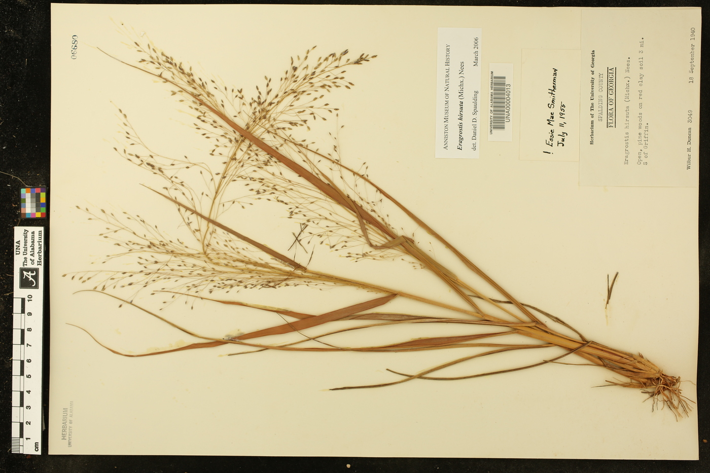 Eragrostis hirsuta image