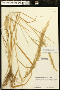 Eragrostis japonica image