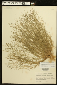 Eragrostis pectinacea var. pectinacea image