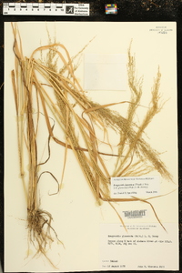 Eragrostis japonica image