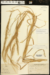 Eragrostis japonica image