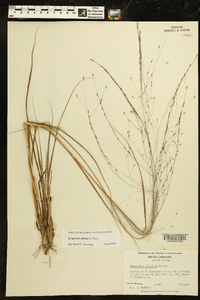 Eragrostis elliottii image