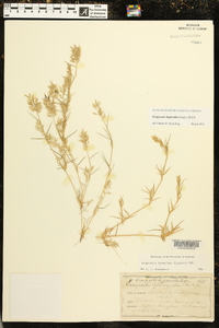 Eragrostis hypnoides image