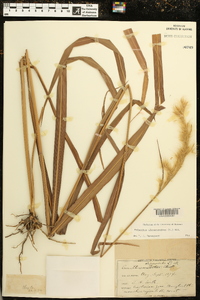 Saccharum alopecuroides image