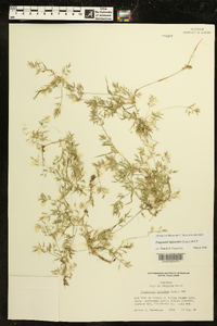 Eragrostis hypnoides image