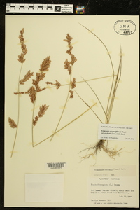 Eragrostis secundiflora image