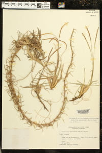 Eremochloa ophiuroides image