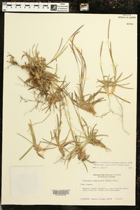 Eremochloa ophiuroides image