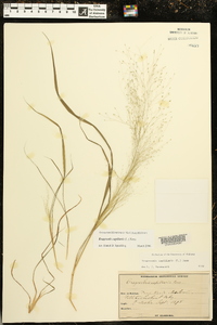 Eragrostis capillaris image