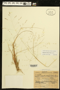 Eragrostis refracta image