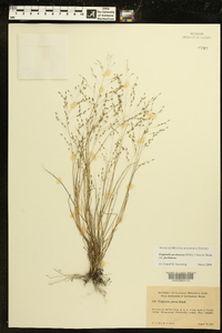 Eragrostis pectinacea var. pectinacea image