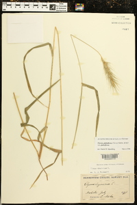 Elymus glabriflorus image