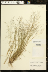 Eragrostis pilosa image