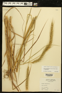 Elymus glabriflorus image