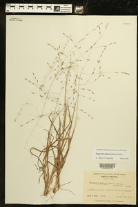 Eragrostis refracta image