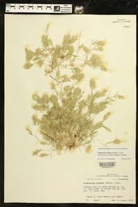 Eragrostis reptans image