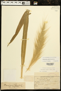 Echinochloa walteri image