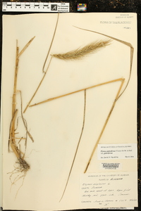 Elymus glabriflorus image