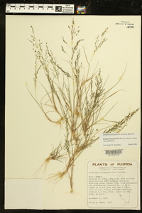 Eragrostis pectinacea var. pectinacea image