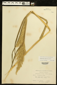 Echinochloa walteri image