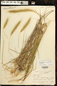 Elymus glabriflorus image