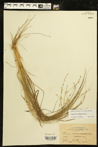 Eragrostis sessilispica image