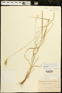 Elymus glabriflorus image