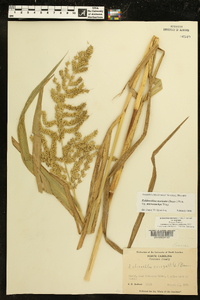 Echinochloa muricata var. microstachya image