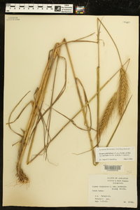 Elymus glabriflorus image