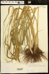 Glyceria septentrionalis image