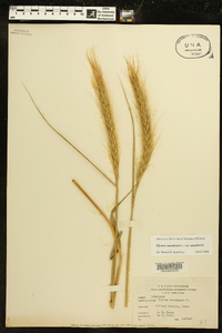 Elymus canadensis var. canadensis image