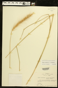 Elymus canadensis var. canadensis image