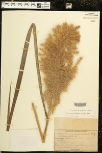 Saccharum giganteum image