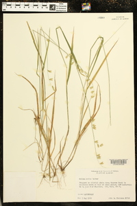 Melica mutica image
