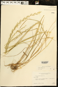 Lolium perenne subsp. multiflorum image