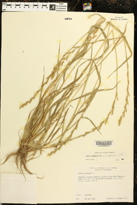 Lolium perenne subsp. multiflorum image