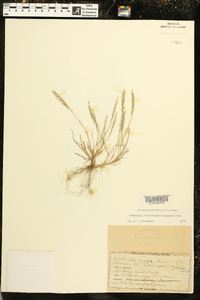 Diplachne fusca subsp. fascicularis image