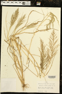 Diplachne fusca subsp. uninervia image