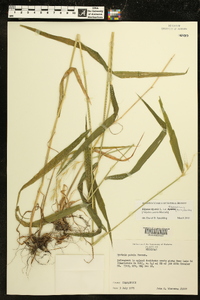 Elymus hystrix image