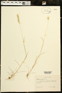 Hordeum pusillum image