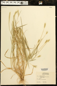 Hordeum pusillum image