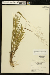 Dichanthelium ovale subsp. pseudopubescens image