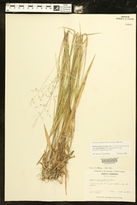 Dichanthelium aciculare subsp. angustifolium image